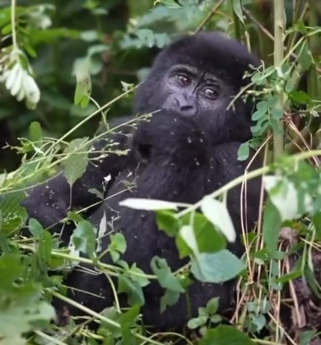 Gorilla trekking